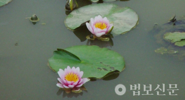 연못에는 아직 물밑에 있는 연꽃도 있고, 수면에 거의 올라온 연꽃도 있고, 물위로 올라와서 수면에 닿지 않는 연꽃도 있다. 인간의 능력에도 차별이 있다. 법보신문 자료사진