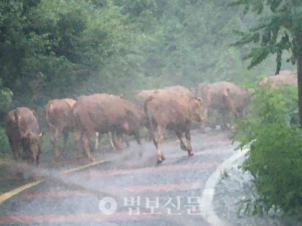 폭우를 피해 사성암으로 오르고 있는 소들(사진 제공 사성암)