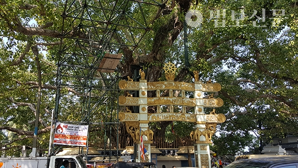 스리랑카 고대 수도 아누라다뿌라에 있는 성스러운 보리수. 기원전 288년 붓다가야에서 이식해 온 것으로 지구상에서 인간이 심은 나무 중 가장 오래된 나무로 알려져 있다. 이 보리수는 ‘자야 스리 마하 보디(Jaya Sri Maha Bodi)’로 불리며 스리랑카의 불교도는 물론 전 세계의 불교도들이 가장 성스러운 부처님의 사리로 숭배하고 있다.