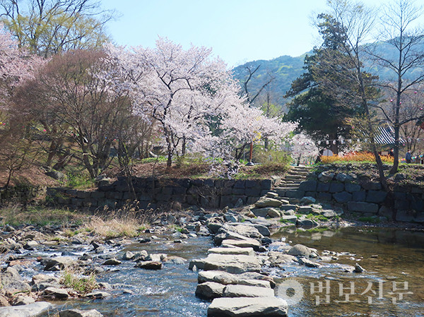 건너고 싶었던 희지천 돌다리.
