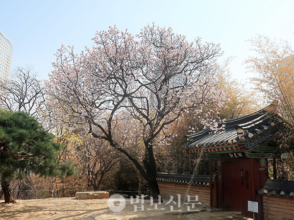봉은사 다래헌 앞에 핀 살구나무.