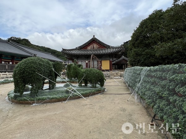 통도사는 9월3일로 예정된 개산대재 미디어아트 개막식을 연기하고 경내 국화장엄 등을 고정하며 태풍에 대비했다. 사진제공=통도사.