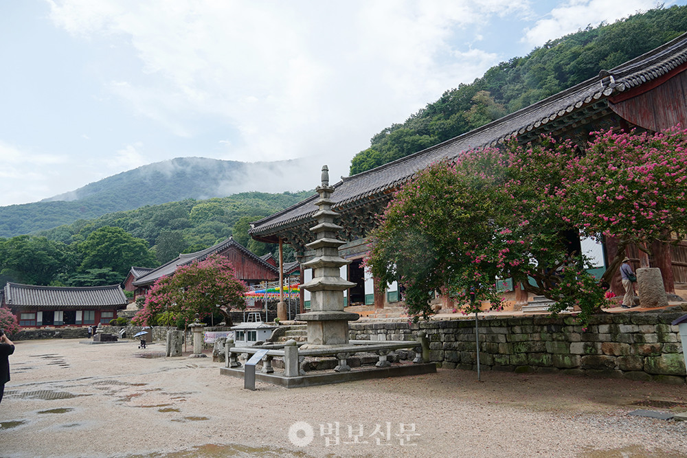 선운사 경내에 백일홍이 만개했다.