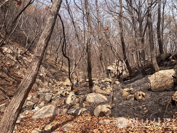 화마가 휩쓸고 간 대운산. 사진제공=조계종 울산사암연합회.